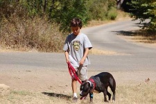 image of rottweiler
