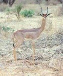 image of gerenuk