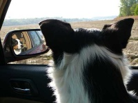 image of car_mirror