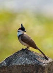 image of bulbul