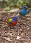 image of indigo_bunting