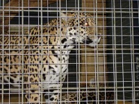 image of jaguar_car