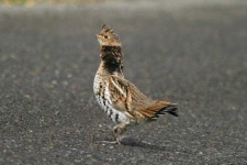 image of grouse #1