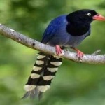 image of bird