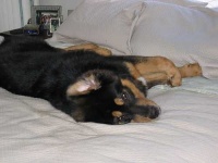 image of tibetan_mastiff