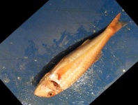 image of fish