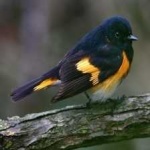image of bird