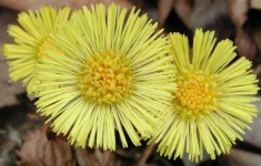 image of flower