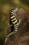 image of banded_gecko