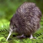 image of bird