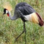 image of bird
