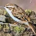 image of bird