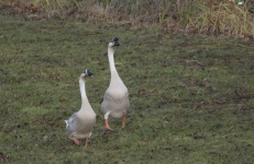 image of animal
