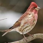 image of bird
