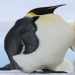 image of bird