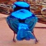 image of bird
