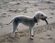 image of bedlington_terrier