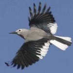 image of bird