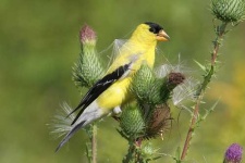 image of goldfinch