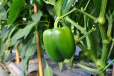 image of fruit_and_vegetable