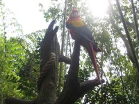 image of macaw