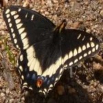 image of animal