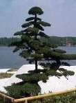 image of tree