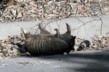 image of armadillo