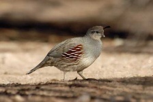 image of quail
