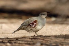 image of quail #20