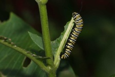 image of animal