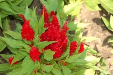 image of flower