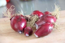 image of onion