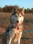 image of eskimo_dog