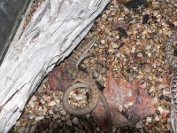 image of alligator_lizard