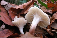 image of mushrooms