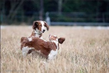 image of welsh_springer_spaniel #33