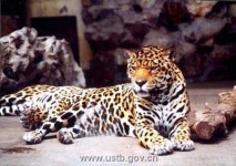 image of jaguar_car