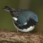 image of bird
