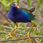 image of bird