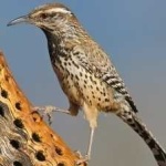 image of bird