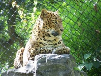 image of jaguar_car
