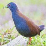 image of bird