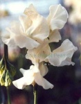 image of flower