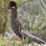 image of bird