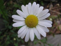 image of flower