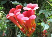 image of flower