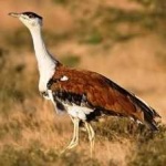 image of indian_bustard #11