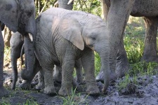 image of tusker