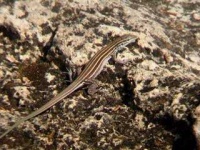 image of whiptail